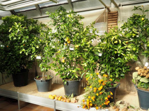 Do Brna dorazila citrusová výstava. Mezi exponáty se objeví i kávovníky nebo houby