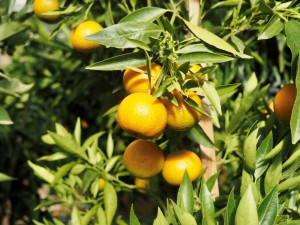 Do Brna dorazila citrusová výstava. Mezi exponáty se objeví i kávovníky nebo houby