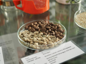 Do Brna dorazila citrusová výstava. Mezi exponáty se objeví i kávovníky nebo houby