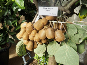 Do Brna dorazila citrusová výstava. Mezi exponáty se objeví i kávovníky nebo houby