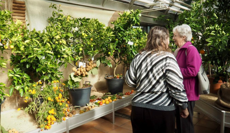 Do Brna dorazila citrusová výstava. Mezi exponáty se objeví i kávovníky nebo houby