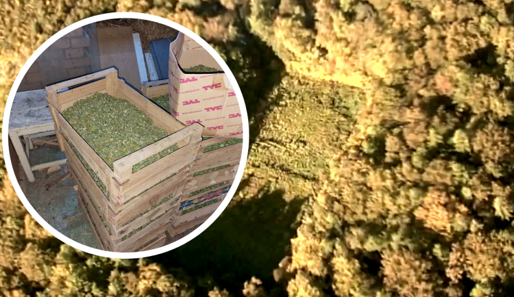 Myslivec pěstoval marihuanu v lese