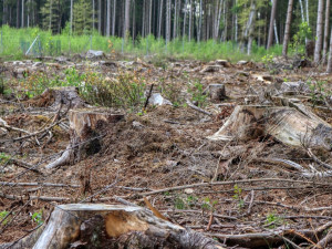 Lesníci zakázali vstup do lesa u Brna. Budeme těžit, říkají