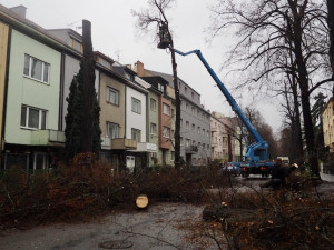 Lidmi z Brna cloumají emoce. Dělníci kácí stoletou lipovou alej