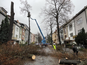 Lidmi z Brna cloumají emoce. Dělníci kácí stoletou lipovou alej
