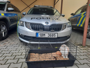 Jihomoravští policisté odvolali pátrání po králíkovi Bubunovi. Našli ho na ubytovně