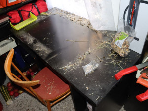 Jihomoravští policisté odvolali pátrání po králíkovi Bubunovi. Našli ho na ubytovně