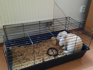 Jihomoravští policisté odvolali pátrání po králíkovi Bubunovi. Našli ho na ubytovně