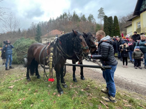 Brno přijde letos o tradici. Vánoční strom nepovezou koně