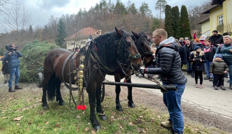 Brno letos nepošle pro vánoční strom koně