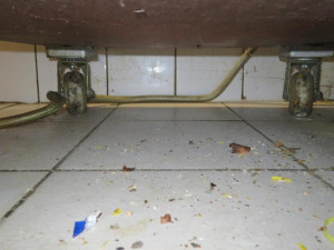 Vyhlášená indická restaurace v Brně byla plná špíny a myších výkalů