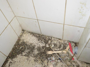 Vyhlášená indická restaurace v Brně byla plná špíny a myších výkalů