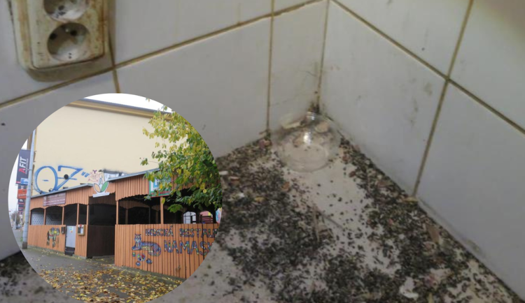 Vyhlášená indická restaurace v Brně byla plná špíny a myších výkalů