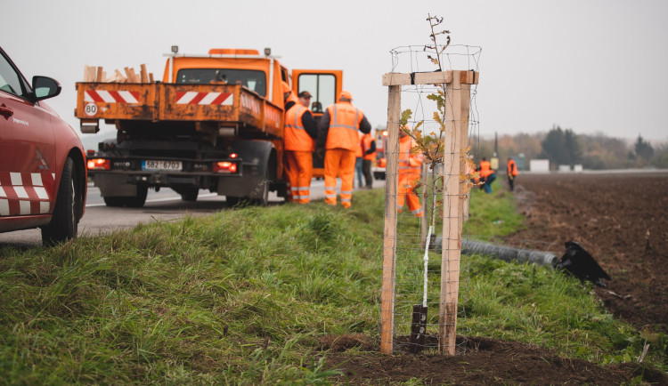 Jihomoravští silničáři vysázeli u odpočívadla Rohlenka stovky stromů