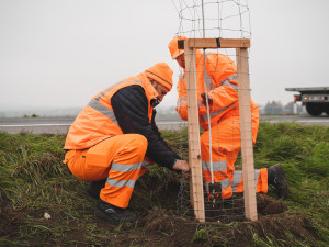 Jihomoravští silničáři vysázeli u odpočívadla Rohlenka stovky stromů