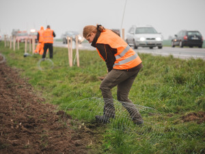 Jihomoravští silničáři vysázeli u odpočívadla Rohlenka stovky stromů