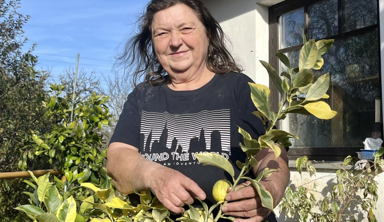 Žena z Brna pěstuje celý život citrusy. Nejezdím ani na dovolenou, říká