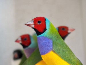 Do brněnské botanické zahrady přilétli tropičtí ptáci. K vidění jsou i morčata a další exotická zvířata