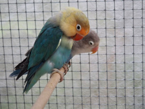 Do brněnské botanické zahrady přilétli tropičtí ptáci. K vidění jsou i morčata a další exotická zvířata