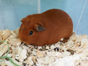 Do brněnské botanické zahrady přilétli tropičtí ptáci. K vidění jsou i morčata a další exotická zvířata