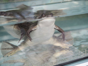 Do brněnské botanické zahrady přilétli tropičtí ptáci. K vidění jsou i morčata a další exotická zvířata