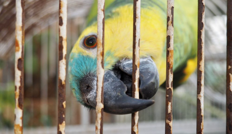 Do brněnské botanické zahrady přilétli tropičtí ptáci. K vidění jsou i morčata a další exotická zvířata