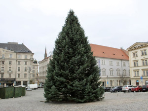 Brno má strom na Zelňáku a staví první vánoční stánky
