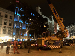 Brno má vysoký vánoční strom. Smrk přijel na náměstí Svobody autem
