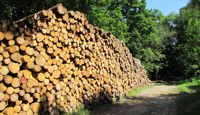 Chceme méně byrokracie a boj s klimatickou změnou, píší lesníci na ministerstvo