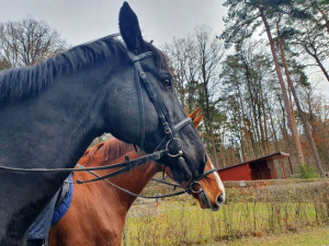 Po jižní Moravě hlídkují policisté na koních a kontrolují zazimované chaty. Jednu už našli odemčenou
