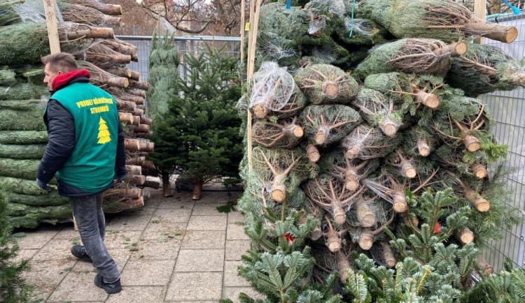 Za vánoční stromky si Češi připlatí. Prodejci se bojí levné konkurence ze zahraničí