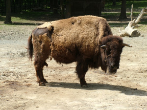 Brněnskou zoo doutná spor kvůli zabití bizona. Zaměstnanci mluví o šikaně i ztrátě masa