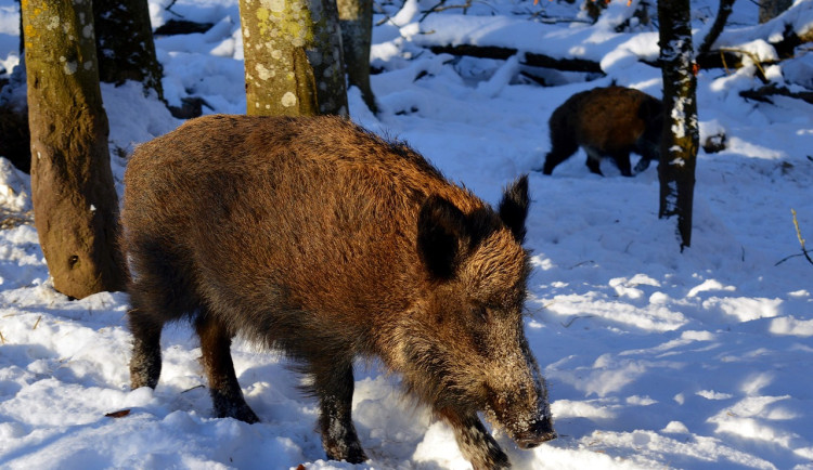 I přes zákaz do lesa. Jablonečáci o víkendu zkomplikovali práci myslivcům, padla i pokuta