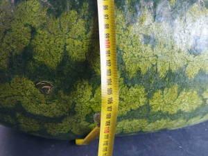 V pískovně u Brna sklízejí těžaři metrové melouny.