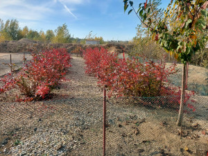 V pískovně u Brna sklízejí těžaři metrové melouny.