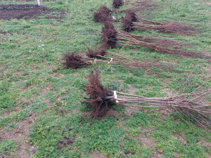 V pískovně u Brna sklízejí těžaři metrové melouny.