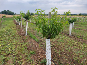V pískovně u Brna sklízejí těžaři metrové melouny.