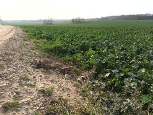 V pískovně u Brna sklízejí těžaři metrové melouny.