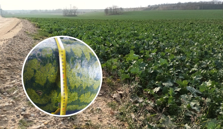 V pískovně u Brna sklízejí těžaři metrové melouny.