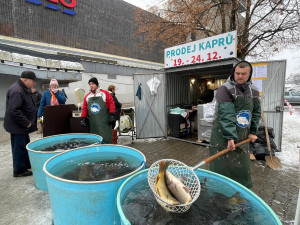 Prodej kaprů v Brně