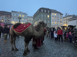 Brnem pochodovali velbloudi. Došlo až před radnici