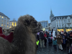 Brnem pochodovali velbloudi. Došlo až před radnici