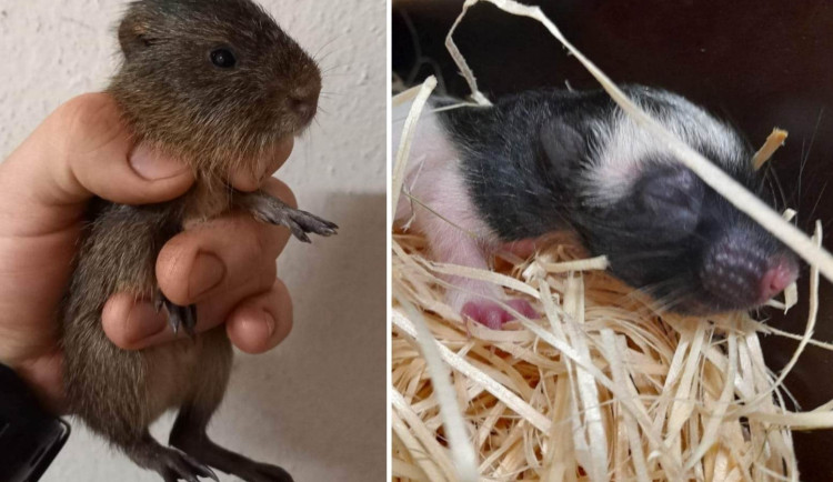 Jihlavská zoo přivítala první letošní mláďata, činili se hlodavci