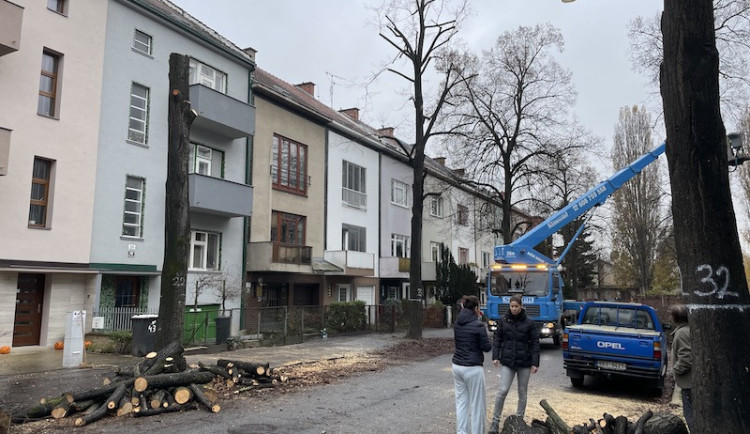 Kácení aleje v brněnské Krkoškově ulici