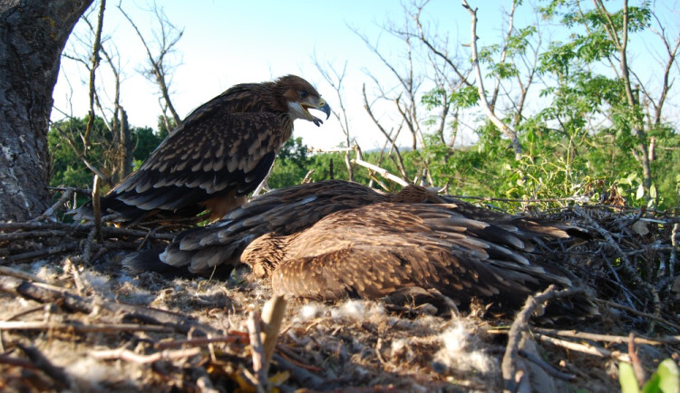 Orli královští trhli loni v Česku rekord. Z jižní Moravy se rozšířili do dalších krajů