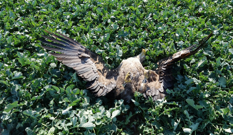 Na jižní Moravě našli otráveného orla. Dravec umíral v krutých bolestech, zuří odborníci