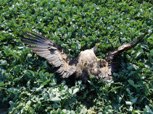 Na jižní Moravě našli otráveného orla. Dravec umíral v krutých bolestech, zuří odborníci