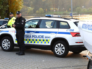 V Brně ubránili zákazníci fastfood před labutí. Společně se strážníky nahnali zvíře do Svratky
