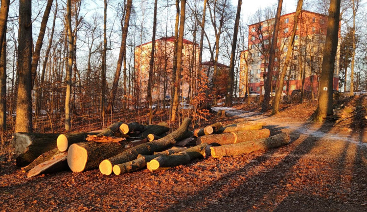 Na Velkém Heulose se pokácí třicet nemocných stromů. Je to méně než v minulých letech
