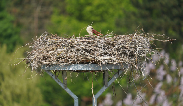 Čapí hnízdo na podložce.